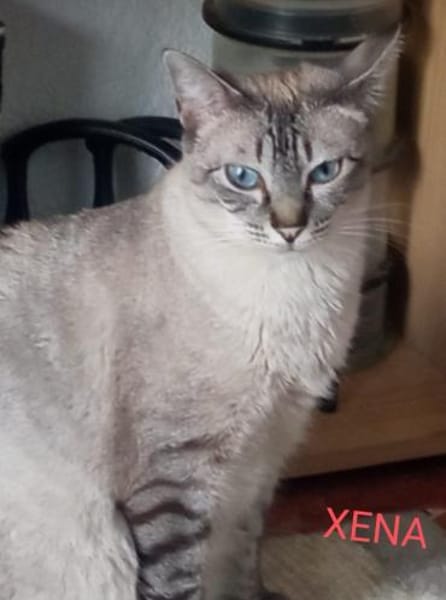 verschmuste Xena, bei Aachen