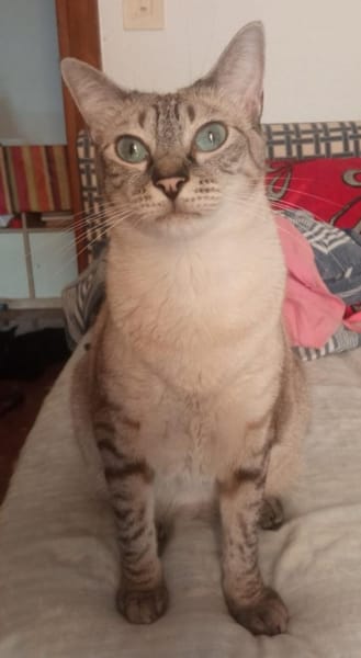 verschmuste Xena, bei Aachen