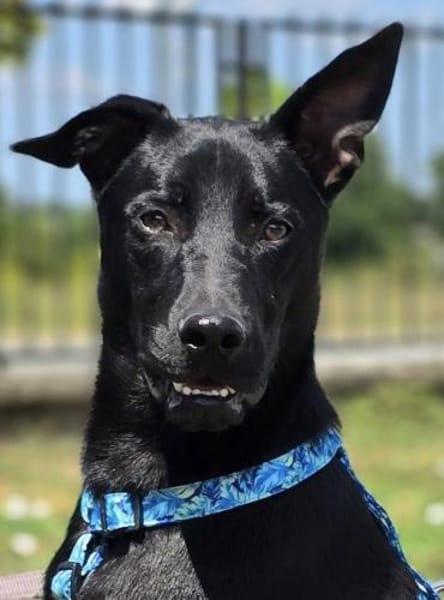 Sunny ❤ Pflegefamilie Erkelenz