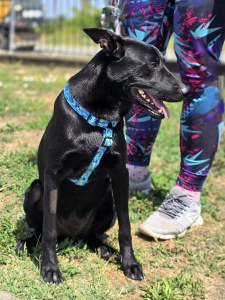 Sunny ❤ Pflegefamilie Erkelenz