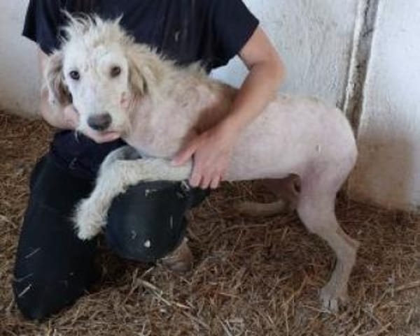 Filia 59 cm (Pflegestelle)