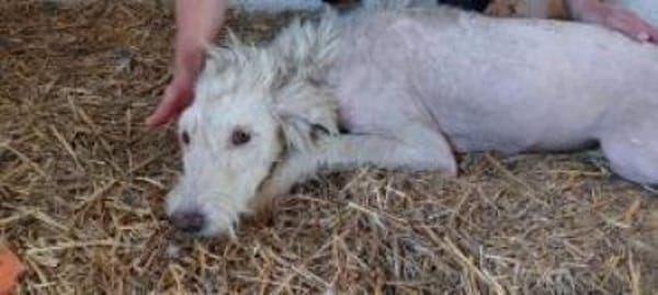 Filia 59 cm (Pflegestelle)