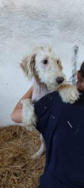 Filia 59 cm (Pflegestelle)