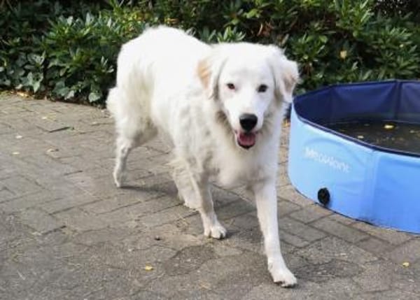 DALILA - auf PS in Niedersachsen