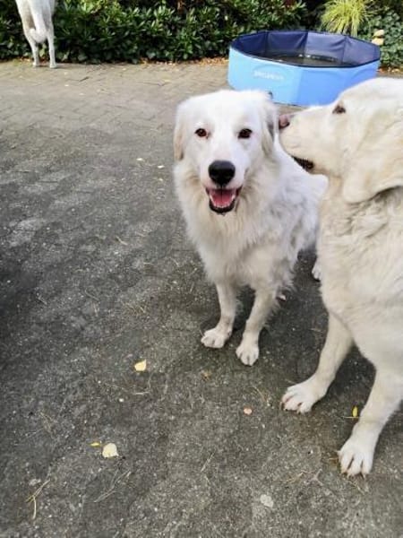 DALILA - auf PS in Niedersachsen