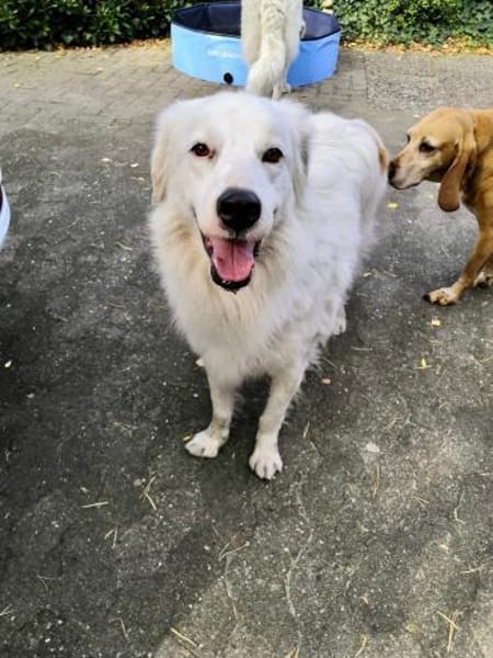 DALILA - auf PS in Niedersachsen