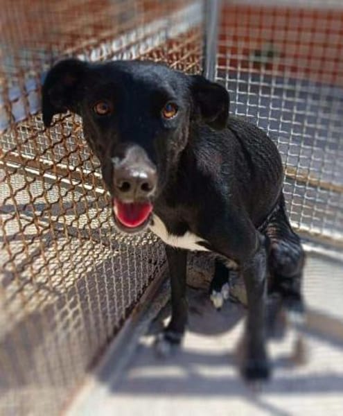 Nerina in der Tierherberge Donzdorf