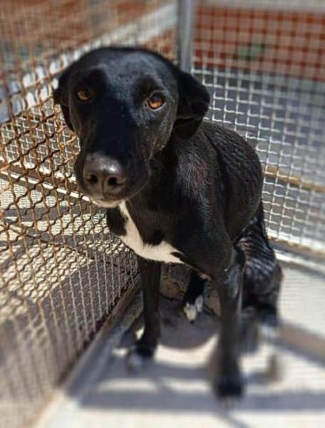 Nerina in der Tierherberge Donzdorf