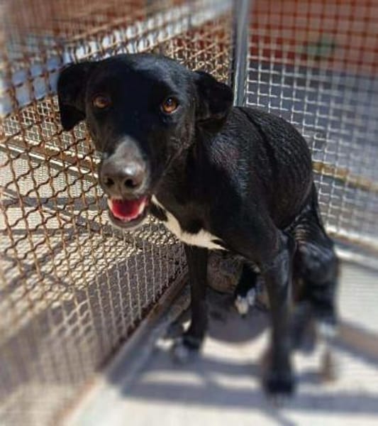 Nerina in der Tierherberge Donzdorf