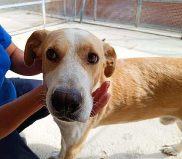 Birillo im Tierheim Sulzbach