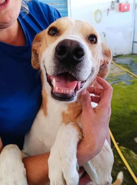 Birillo im Tierheim Sulzbach