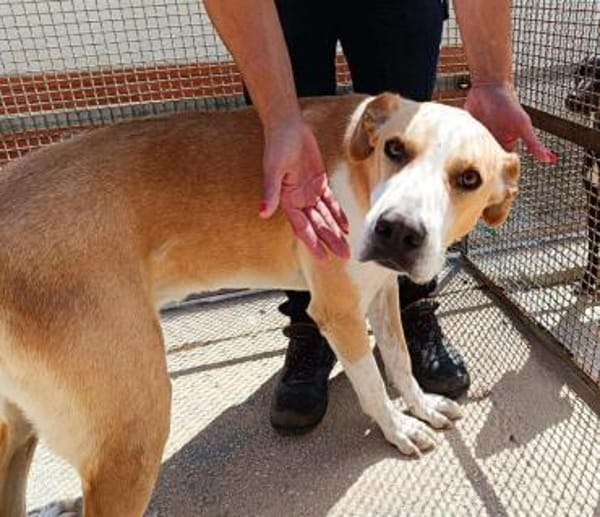 Birillo im Tierheim Sulzbach