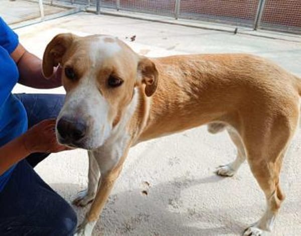 Birillo im Tierheim Sulzbach