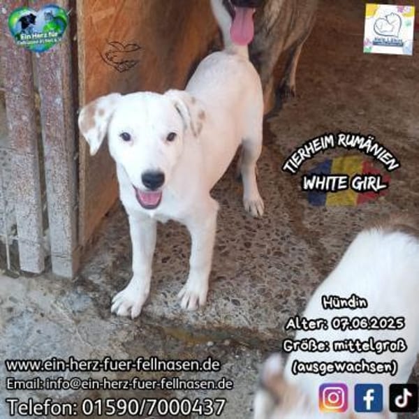 WHITE GIRL-mit den braunen Tupfen