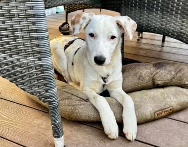 WHITE GIRL-mit den braunen Tupfen