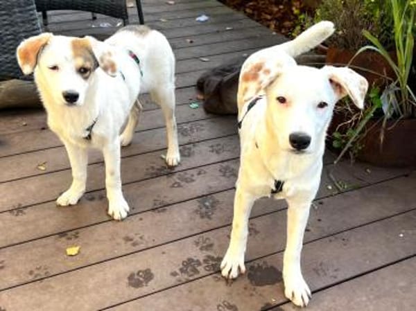 WHITE GIRL-mit den braunen Tupfen