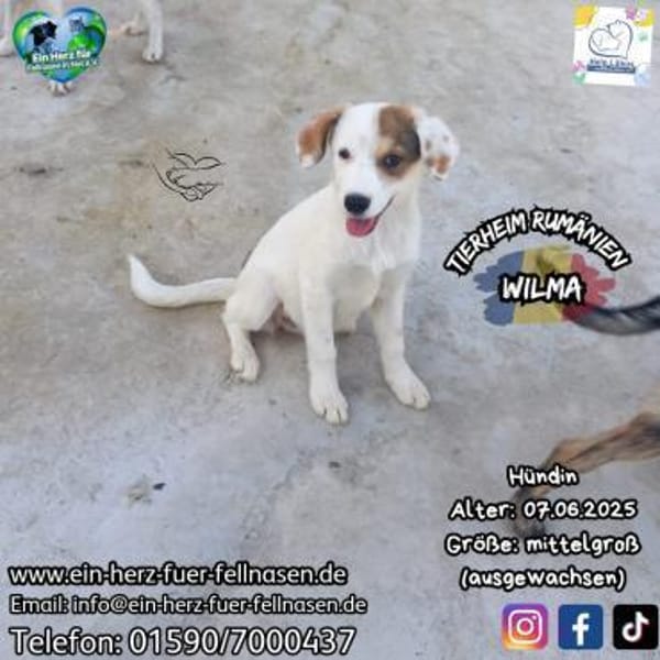 WILMA - lustig, frecher Wirbelwind