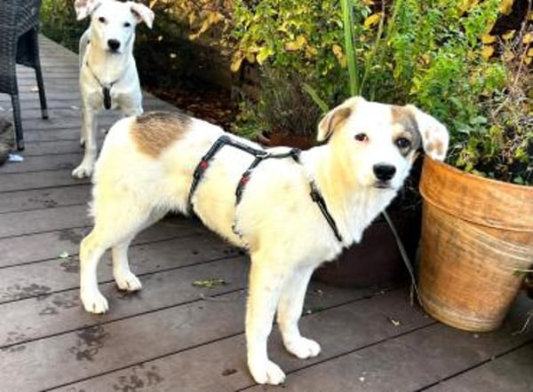 WILMA - lustig, frecher Wirbelwind