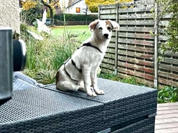 WILMA - lustig, frecher Wirbelwind