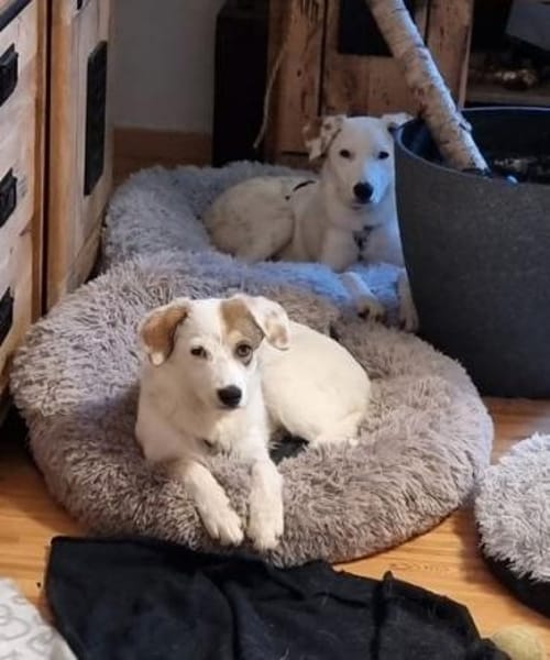 WILMA - lustig, frecher Wirbelwind