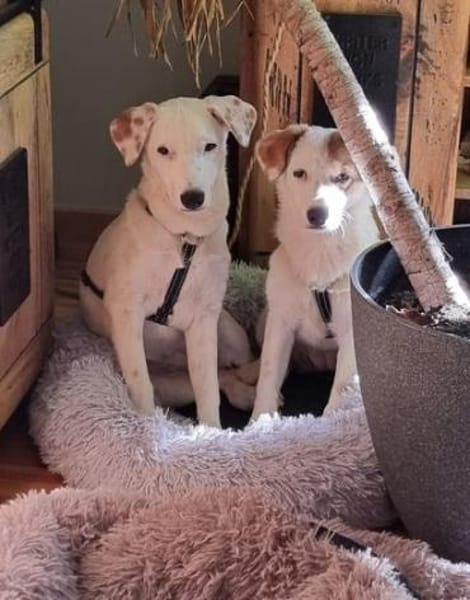 WILMA - lustig, frecher Wirbelwind