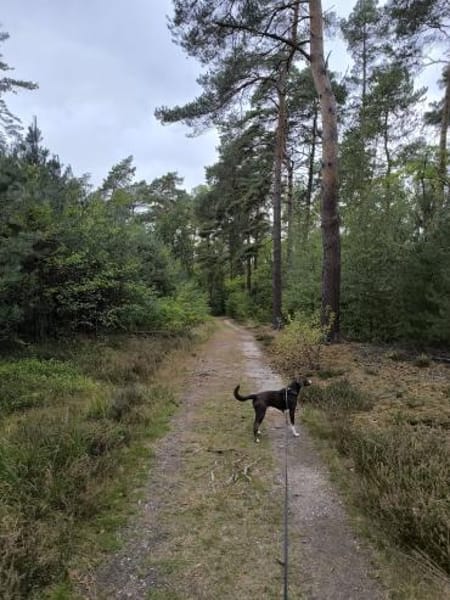 SIMARA IST BEREIT DURCHZUSTARTEN