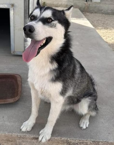 Giò im Tierheim Lüdinghausen