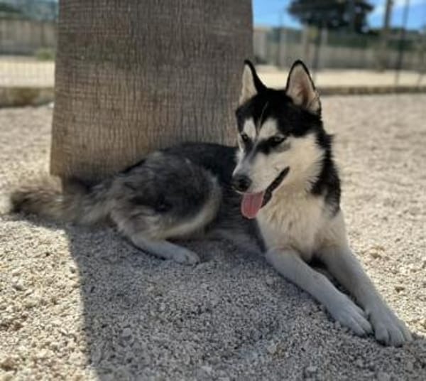 Giò im Tierheim Lüdinghausen