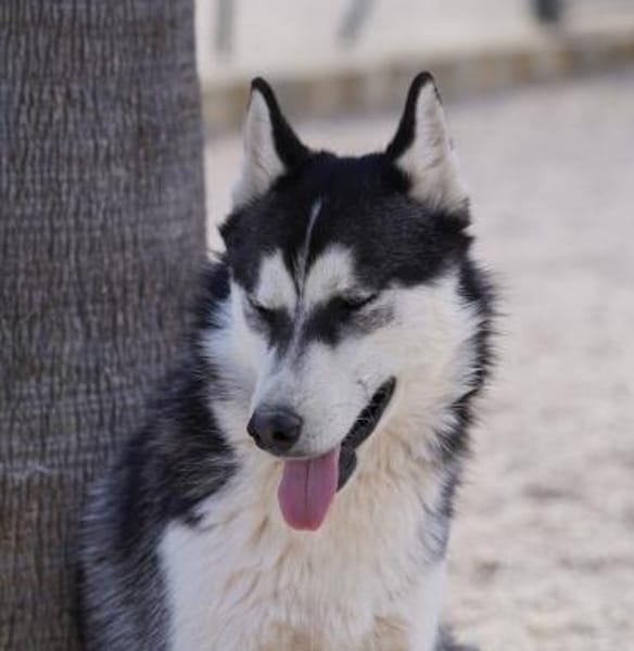 Giò im Tierheim Lüdinghausen