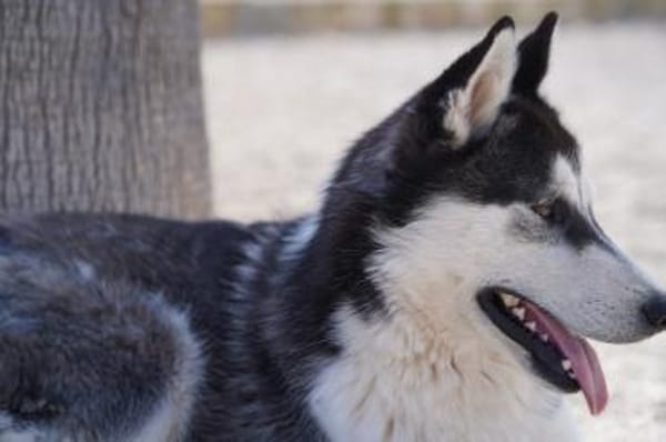 Giò im Tierheim Lüdinghausen