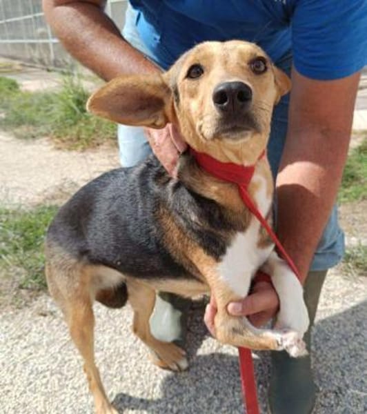 Lalla im Tierheim Sulzbach