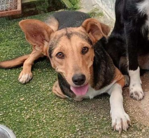 Lalla im Tierheim Sulzbach