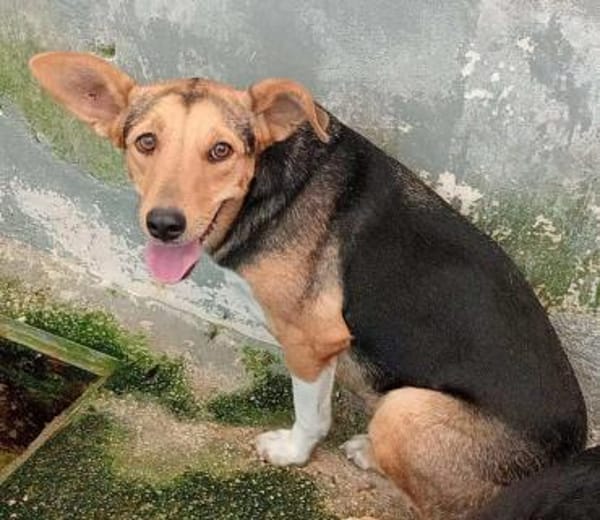 Lalla im Tierheim Sulzbach