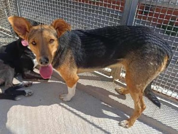 Lalla im Tierheim Sulzbach