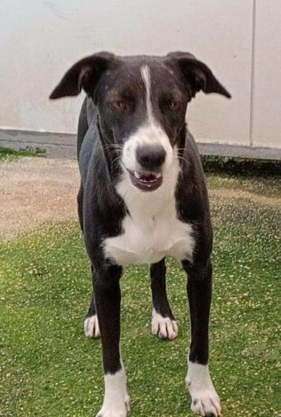 Macchietta in der Tierherberge Donzdorf