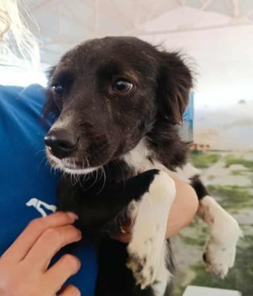 Chicca im Tierheim Sulzbach