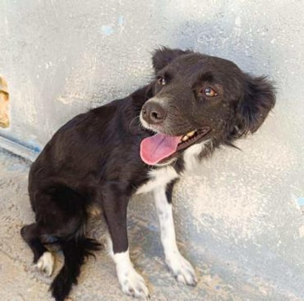 Chicca im Tierheim Sulzbach