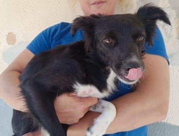 Chicca im Tierheim Sulzbach