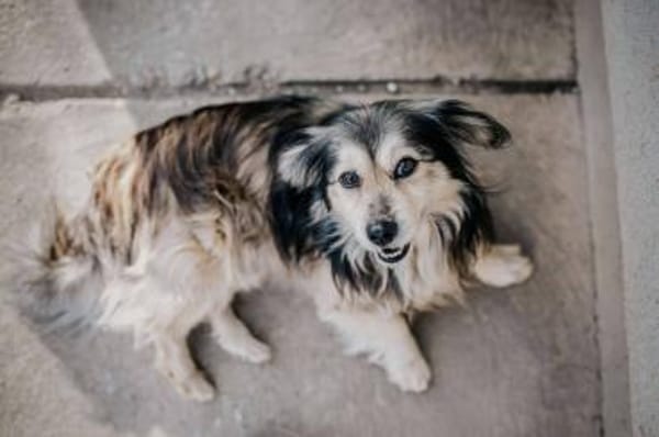 Miki ❤ Pflegefamilie Hückelhoven