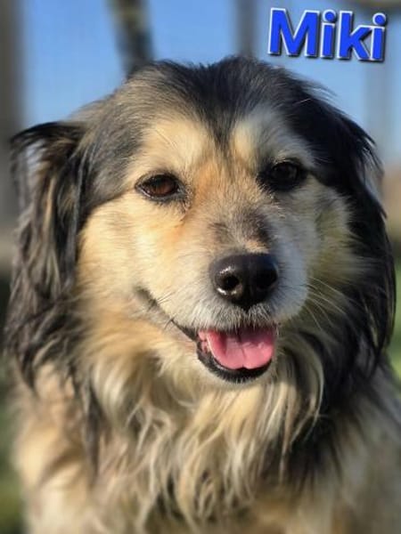 Miki ❤ Pflegefamilie Hückelhoven