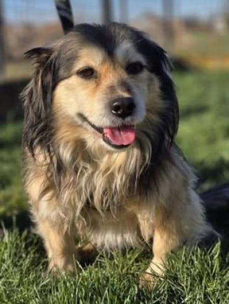 Miki ❤ Pflegefamilie Hückelhoven