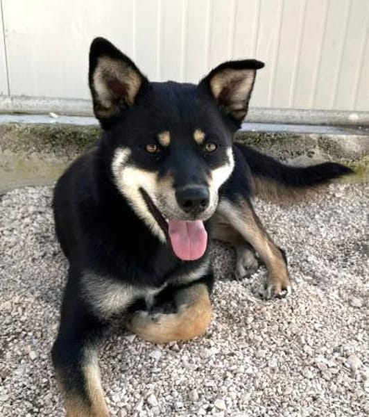 Isabella im Tierheim Lüdinghausen