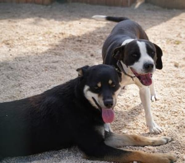 Isabella im Tierheim Lüdinghausen