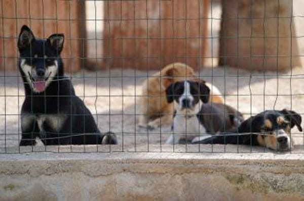 Isabella im Tierheim Lüdinghausen
