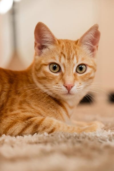 Willow & Jara suchen DICH!