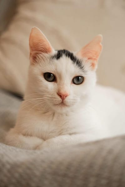 Willow & Jara suchen DICH!