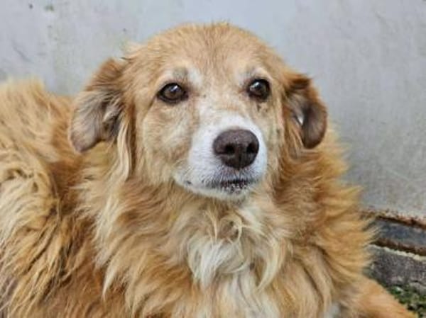 Mirtilla Pflegestelle in Bayern