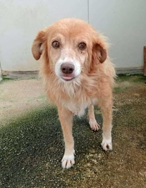 Mirtilla Pflegestelle in Bayern