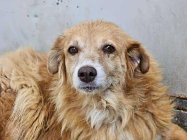 Mirtilla Pflegestelle in Bayern