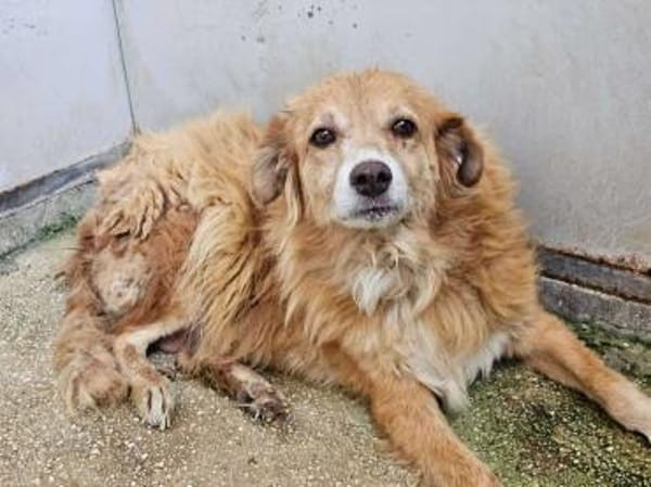 Mirtilla Pflegestelle in Bayern